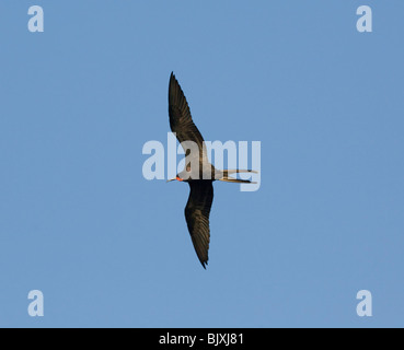 Männliche herrlichen Fregattvogels (Fregata magnificens), Panama Stockfoto