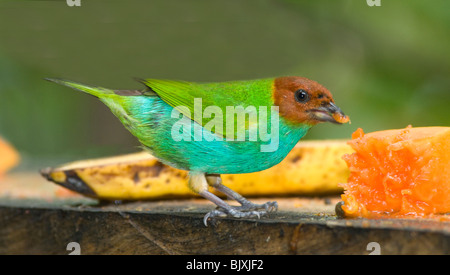 Bucht-headed Tanager Tangara Gyrola Panama gefangen Stockfoto