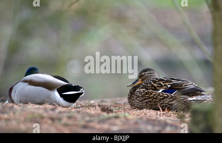 Zwei Enten, die sich in der natürlichen Umgebung eines Parks ausruhen Im Sommer Stockfoto