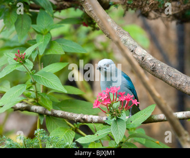 Blau-graue Tanager Thraupis Episcopus Panama Stockfoto