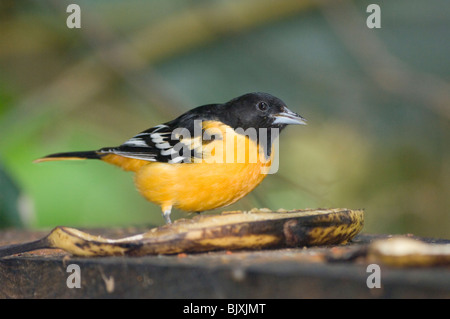 Northern Pirol oder Baltimore Oriole Ikterus Galbula Panama Stockfoto