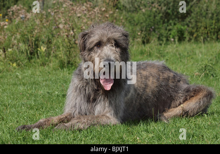 Irischer Wolfshund Stockfoto