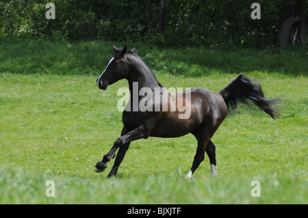 Oldenburger Pferd im Galopp Stockfoto