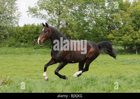 Oldenburger Pferd im Galopp Stockfoto