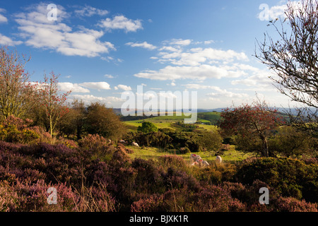 Schafbeweidung Stiperstones lila Heidekraut Sommer Tag blauer Himmel Sonnenschein in der Nähe von Bischöfen Burg Shropshire Grenzen England Stockfoto