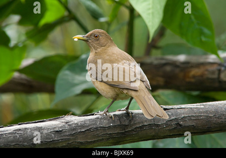 Clay-Colored Robin Turdus Grayi Panama WILD Stockfoto