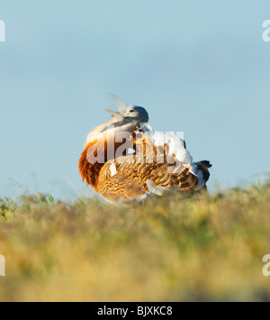 Großes Bustard Otis Tarda männlichen anzeigen Extremadura-Spanien Stockfoto