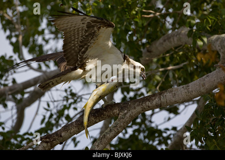 Osprey Stockfoto