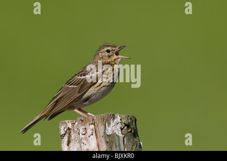 Baum Pitpit Stockfoto