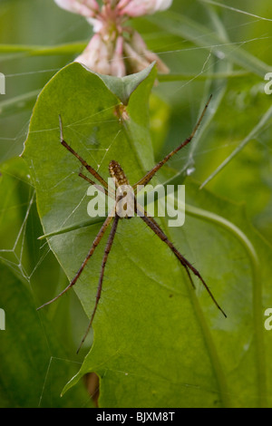 Wasp spider Stockfoto