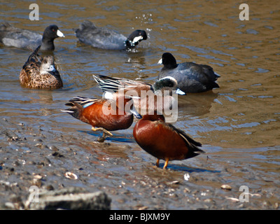 Enten. Zimt blaugrün, amerikanische Pfeifente. Upper Newport Bay. Newport Beach, Kalifornien Stockfoto