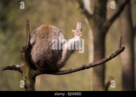 Barbary Affe Stockfoto