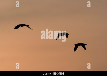 fliegende Graugänse Stockfoto