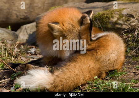 Rotfuchs Stockfoto