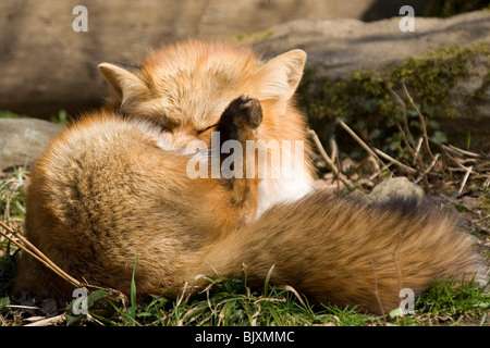 Rotfuchs Stockfoto