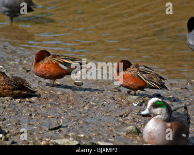 Enten. Zimt-blaugrün, amerikanische Pfeifente Stockfoto