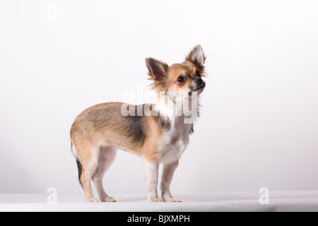 Langhaar Chihuahua Stockfoto