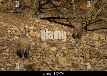 Wildschweine Stockfoto