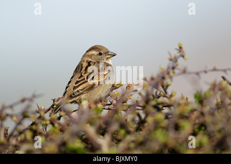 Haussperling (Passer Domesticus) thront im Garten Strauch Stockfoto