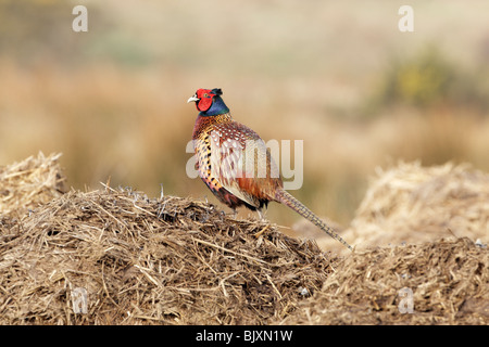 Gemeinsamen Fasan (Phasianus Colchicus) männlich stehend auf Misthaufen mit Kopf Stockfoto