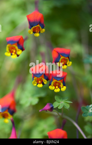 Tropaeolum tricolor. Bolivianischen Kapuzinerkresse. 3-farbige Kapuzinerkresse/bolivianischen Kapuzinerkresse Blumen Stockfoto