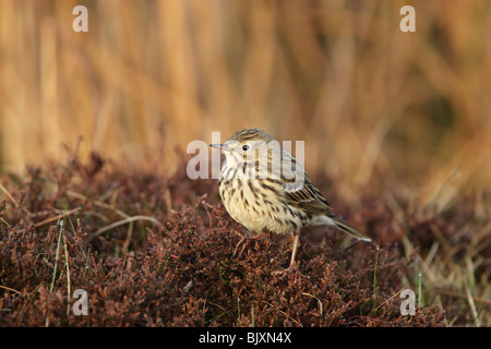 Wiese Pieper (Anthus Pratensis) auf heather Stockfoto