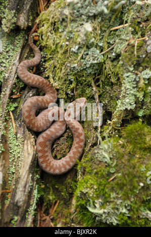 Viper Stockfoto