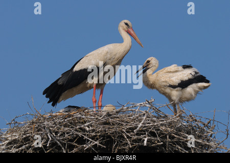 Weißstorch Stockfoto