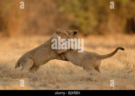 Löwen Stockfoto