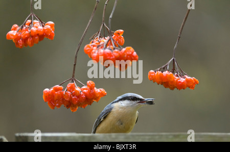 Kleiber (Sitta europaea) mit Gefüllte Schneeball (Viburnum opulus), Surrey, Großbritannien Stockfoto