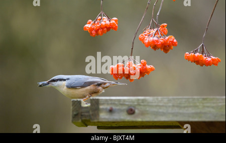 Kleiber (Sitta europaea) mit Gefüllte Schneeball (Viburnum opulus), Surrey, Großbritannien Stockfoto