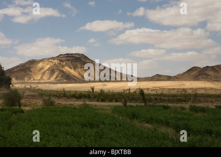 Landwirtschaft in der Sahara Suda, der schwarzen Wüste in der Nähe der Oase Bahariya, westliche Wüste, Ägypten. Stockfoto