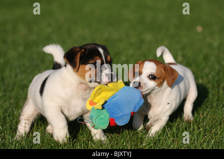 Jack Russell Terrier Welpen spielen Stockfoto