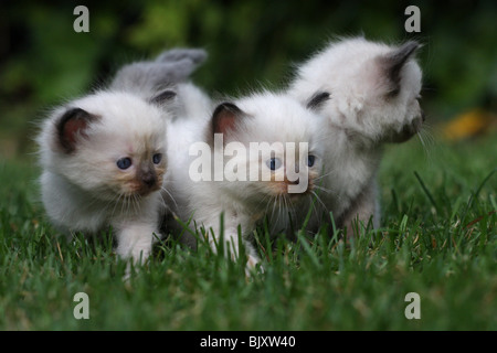 Ragdoll Kätzchen Stockfoto