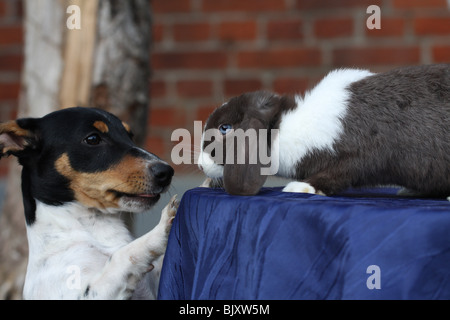 Jack Russell Terrier und bunny Stockfoto