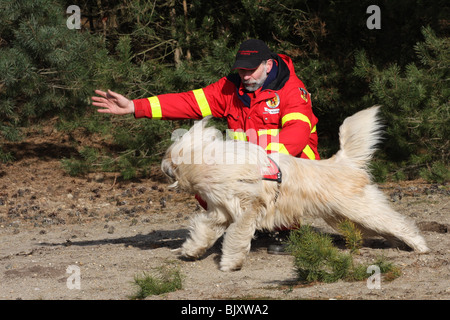 Rettungshund Stockfoto