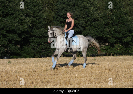 Frau reitet Arabisches Pferd Stockfoto