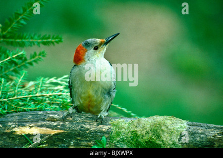 Weibliche Rotbauch-Specht (Melanerpes Carolinus) mit roten Fleck auf dem Display hocken auf Log in Wäldern Stockfoto