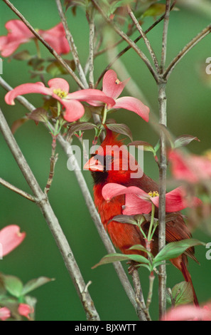 Männliche nördlichen Kardinal (Cardinalis Cardinalis) spähen aus Blüten des Baumes rosa Hartriegel (Cornus Florida) Stockfoto