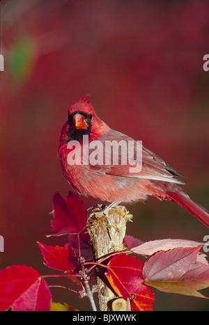 Männliche nördlichen Kardinal stehen auf gebrochene Baum, umgeben von rot-Ahorn Blätter Stockfoto