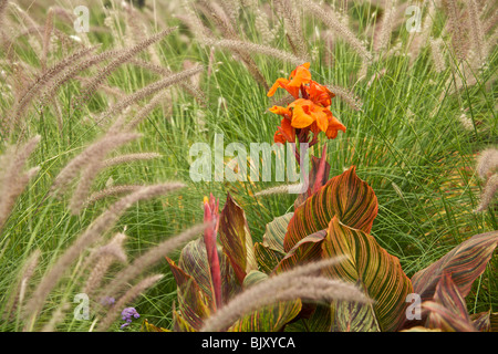 Orange-Canna und Ziergras. Gartenanlage, Lincoln Park, Chicago, Illinois. Stockfoto