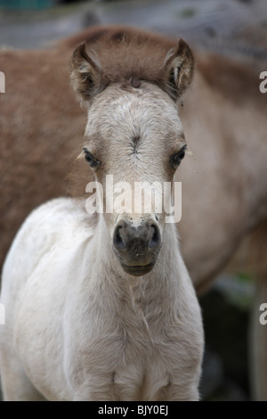 Amerikanische Minipferd Fohlen Stockfoto