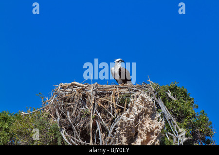 Fischadler (Pandion Haliaetus Cristatus) am Nest in der Nähe von Penguin Island, Western Australia. Stockfoto