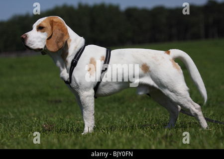 stehende Beagle Stockfoto