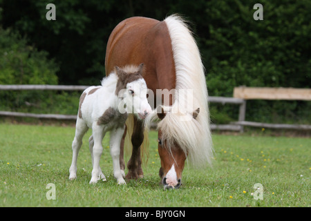 Amerikanische Miniaturpferde Stockfoto