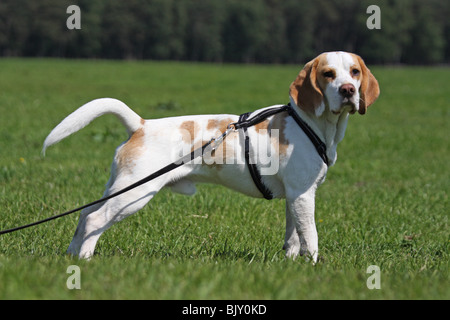 stehende Beagle Stockfoto