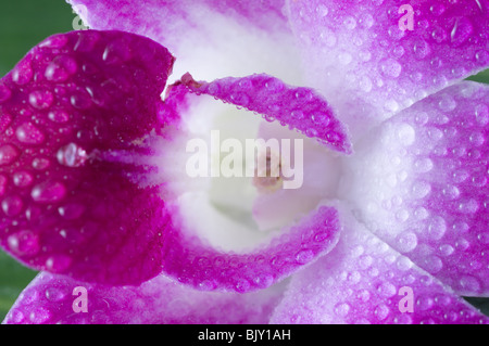 Orchidee. Isolierung auf weiß Stockfoto