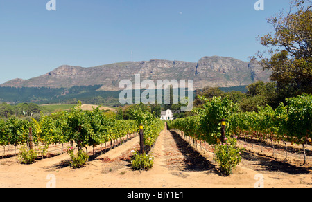 Panorama von einem traditionellen kapholländischen Gehöft auf einem Weingut namens Buitenverwachting in Constantia, Kapstadt, Südafrika Stockfoto