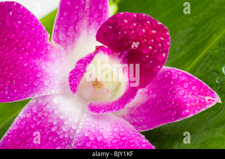 Orchidee. Isolierung auf weiß Stockfoto