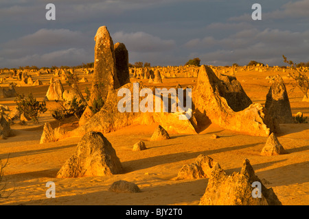 Die Pinnacles, Nambung National Park, Western Australia. Kalksteinsäulen bei Sonnenuntergang in einem Äolischen Wüste Stockfoto